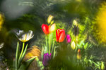 Tulpen III