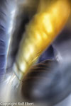 Die Geheimnisse der Iris II