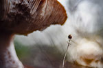 Herbstfarben I