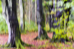 Herbstwald