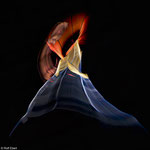 ICM, Flower