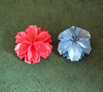Nelkenblüte, hohe und flache Form