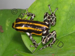 Ranitomeya (früher Dendrobates) lamasi panguana