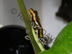 Ranitomeya (früher Dendrobates) lamasi panguana