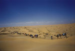 Sahara (Kameltrekking)