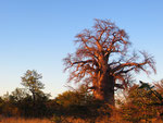 Afrika (Baoabbaum in Botswana)