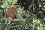 Borneo (Nasenaffe)