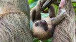 Zweifinger Faultier in Costa Rica.