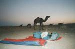 Sahara (Kameltrekking)