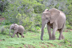 Südafrika (Auf Safari)