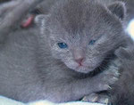 Questo cucciolo ha  l'occhietto socchiuso perchè ha circa 10 giorni di vita