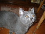 cucciolo certosino di 3 mesi