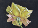 gelbe Rose, Pastell, 30 x 40 cm