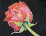 rote Rose, Pastell, 30 x 40 cm