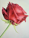 Rose_rot, Ölfarbe und Eitempera a. Lw, 80 x 60 cm