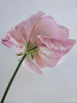 Rose1, Ölfarbe und Eitempera a. Lw, 80 x 60 cm