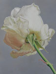 Rose_weiss, Ölfarbe und Eitempera a. Lw, 80 x 60 cm