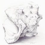 Muschel, Bleistift, 20 x 20 cm