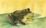 Der Froschkönig (Aquarell) 11,6 x 18,9 cm