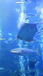 京都水族館の大水槽。オープン当時に２回ほど行きましたが、最近行ってません。塾で行きましょうか？