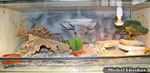 Wüsten-/ Felsenterrarium 100*60*40cm (L*T*H)