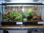 Vogelspinnenterrarium 40*40*40cm (L*T*H)