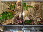 Vogelspinnenterrarium 30*40*40cm (L*T*H)