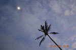 Die Palme und der Mond (The Palm and the moon)