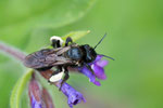 Ochsenzungen-Sandbiene (Andrena nasuta) Foto: H. Gille