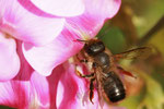 Östliche Felsenmauerbiene (Osmia mustelina) Foto: H. Gille
