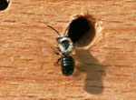Schöterich-Mauerbiene ( Osmia brevicornis) Foto: H. Gile