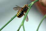 Gartenwollwiene ( Anthidium manicatum) Foto. H.Gille