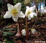 Christrose