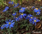 Balkan Anemone