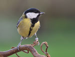 Parus major  -  Kohlmeise