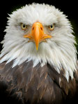 Karl Brüning: Weißkopfseeadler