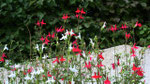 Salvia microphylla "hot lips" (lèvres de feu !)