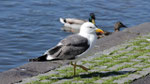 Mouette de Reyjavik