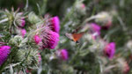 Moro sphinx ou Shinx colibiri ou Shinx du caille-lait, Macroglossum stellatarum