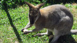 Wallaby près de St-Nectaire