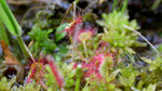 Drosera