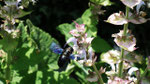 Ce n'est pas un bourdon (bombus) mais un xylocope !