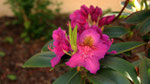 Rhododendron