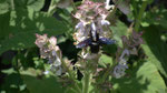 Abeille charpentière (xylocopa violacea) sur sauge (elles aiment bien comme la glycine)