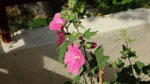 Variété de Malva sur la terrasse de devant