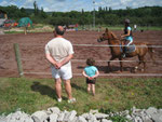 Les chevaux en manège