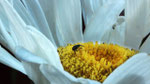 Variété de charençon sur marguerite