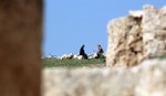 Sur les hauts de jerash