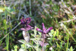 Aquilegia alpina