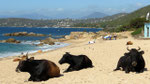 Les vaches étaient à la plage dès qu'on leur avait ouvert la porte !